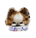 もなベキ姉妹。withアイルくん（個別スタンプ：7）