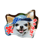 もなベキ姉妹。withアイルくん（個別スタンプ：8）
