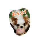 もなベキ姉妹。withアイルくん（個別スタンプ：11）