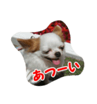 もなベキ姉妹。withアイルくん（個別スタンプ：12）