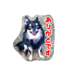 もなベキ姉妹。withアイルくん（個別スタンプ：16）