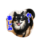 もなベキ姉妹。withアイルくん（個別スタンプ：19）