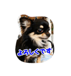 もなベキ姉妹。withアイルくん（個別スタンプ：20）