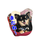 もなベキ姉妹。withアイルくん（個別スタンプ：21）