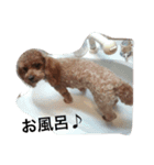 山本家のハニー君（個別スタンプ：6）