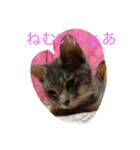 ニャンコの世界（個別スタンプ：1）