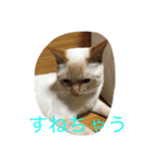 ニャンコの世界（個別スタンプ：4）