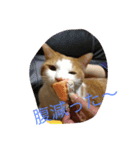 ニャンコの世界（個別スタンプ：7）