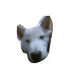 柴犬 大地（個別スタンプ：1）