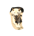 柴犬 大地（個別スタンプ：4）