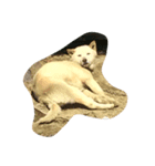 柴犬 大地（個別スタンプ：6）