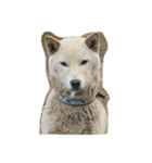 柴犬 大地（個別スタンプ：7）