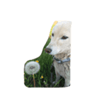 柴犬 大地（個別スタンプ：8）