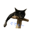 猫のほるへの日常（個別スタンプ：1）