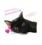 猫のほるへの日常（個別スタンプ：7）