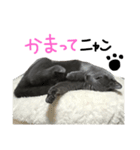 うちのぷーちゃん（個別スタンプ：1）