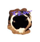 ねこまたず（個別スタンプ：1）