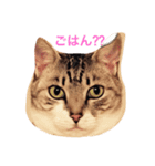 ねこまたず（個別スタンプ：2）