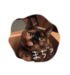 ねこまたず（個別スタンプ：3）