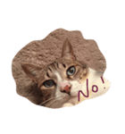 ねこまたず（個別スタンプ：5）