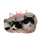 ねこまたず（個別スタンプ：8）