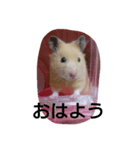 その2 ハムスター まるのスタンプ（個別スタンプ：7）