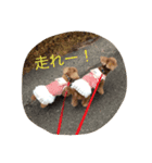 （U＾ω＾） わんわんお！（個別スタンプ：4）