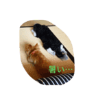 ぺこ＊ひま 〜わん〜（個別スタンプ：1）
