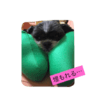 ぺこ＊ひま 〜わんわん〜（個別スタンプ：6）