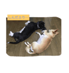 ぺこ＊ひま 〜わんわん〜（個別スタンプ：8）