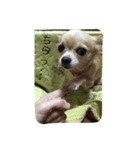ぺこ＊ひま 〜わんわんわん〜（個別スタンプ：3）