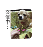 ぺこ＊ひま 〜わんわんわん〜（個別スタンプ：4）