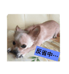 ぺこ＊ひま 〜わんわんわん〜（個別スタンプ：5）