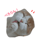 スコにゃんスタンプ2（個別スタンプ：1）