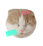 スコにゃんスタンプ2（個別スタンプ：4）