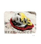 羊毛とか（個別スタンプ：8）