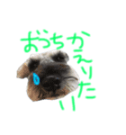 シュナのハルク（個別スタンプ：4）