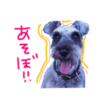 シュナのハルク（個別スタンプ：7）
