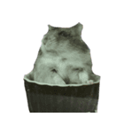 pontaponta（個別スタンプ：8）