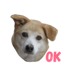 愛犬チャチャ（個別スタンプ：1）
