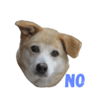 愛犬チャチャ（個別スタンプ：2）
