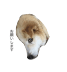 愛犬チャチャ（個別スタンプ：3）
