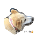 愛犬チャチャ（個別スタンプ：5）
