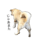 愛犬チャチャ（個別スタンプ：7）