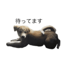 愛犬チャチャ（個別スタンプ：9）