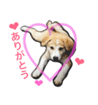 愛犬チャチャ（個別スタンプ：10）