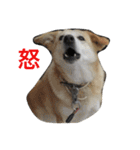 愛犬チャチャ（個別スタンプ：11）