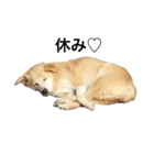 愛犬チャチャ（個別スタンプ：12）