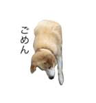愛犬チャチャ（個別スタンプ：13）