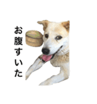 愛犬チャチャ（個別スタンプ：14）